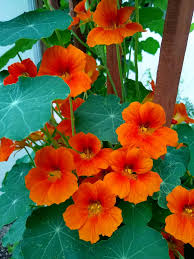 Orange Nasturtium Flower Seeds for Planting Heirloom NonGMO DroughtTolerant Organic Garden Seeds
 
 Sale for planting in home garden