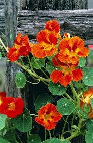 Orange Nasturtium Flower Seeds for Planting Heirloom NonGMO DroughtTolerant Organic Garden Seeds
 
 Sale