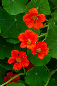 Orange Nasturtium Flower Seeds for Planting Heirloom NonGMO DroughtTolerant Organic Garden Seeds
 
 Sale