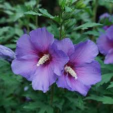 Lavender Hibiscus Flower Seeds for Planting Heirloom NonGMO Fragrant Organic Garden Seeds
 
 Sale
