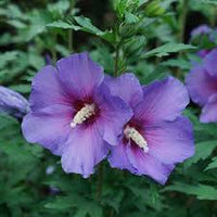 Lavender Hibiscus Flower Seeds for Planting Heirloom NonGMO Fragrant Organic Garden Seeds
 
 Sale