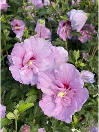 Lavender Hibiscus Flower Seeds for Planting Heirloom NonGMO Fragrant Organic Garden Seeds
 
 Sale
