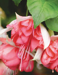 Peach Fuchsia Flower Seeds for Planting Heirloom NonGMO Cottage Garden Organic Seeds
 
 Sale