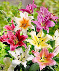 Mixed Lilium Flower Seeds for Planting Heirloom NonGMO LowMaintenance Organic Garden Seeds
 
 Sale