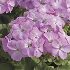 Lavender Geranium Flower Seeds for Planting Heirloom NonGMO Organic Garden Seeds for Colorful Displays
 
 Sale