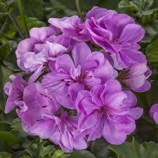 Lavender Geranium Flower Seeds for Planting Heirloom NonGMO Organic Garden Seeds for Colorful Displays
 
 Sale