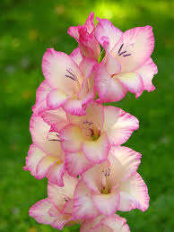 Pink White Gladiolus Flower Seeds for Planting Heirloom NonGMO DroughtTolerant Organic Garden Seeds
 
 Sale