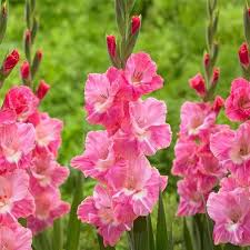 Pink White Gladiolus Flower Seeds for Planting Heirloom NonGMO DroughtTolerant Organic Garden Seeds
 
 Sale