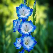 Sky Blue Gladiolus Flower Seeds for Planting Fragrant Blossoms Heirloom & GMO Free Seeds for Home Garden
 
 Sale