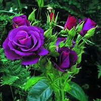 Purple Rose Flower Seeds for Planting Heirloom NonGMO Compact Organic Garden Seeds
 
 Sale for planting in home garden