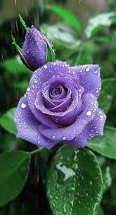 Purple Rose Flower Seeds for Planting Heirloom NonGMO Compact Organic Garden Seeds
 
 Sale