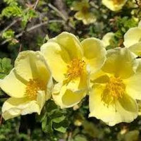 Yellow White Rosa Xanthina Flower Seeds for Planting Heirloom NonGMO PollinatorFriendly Organic Seeds
 
 Sale