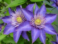 Dark Blue Clematis Flower Seeds for Planting Heirloom NonGMO Long Bloom Organic Garden Seeds
 
 Sale
