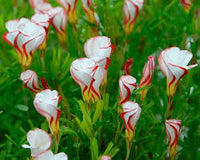 Red Oxalis Flower Seeds for Planting Heirloom NonGMO Organic Garden Seeds Perfect for Borders
 
 Sale