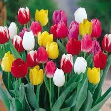 Mixed Tulip Flower Seeds for Planting Heirloom NonGMO Hardy Organic Garden Seeds for Spring Blooms
 
 Sale