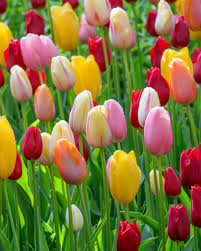 Mixed Tulip Flower Seeds for Planting Heirloom NonGMO Hardy Organic Garden Seeds for Spring Blooms
 
 Sale