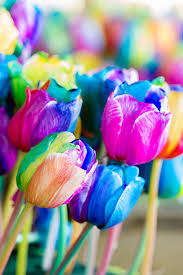 Rainbow Tulip Flower Seeds for Planting Heirloom NonGMO EasytoGrow Organic Garden Seeds for Spring Color
 
 Sale for planting in home garden