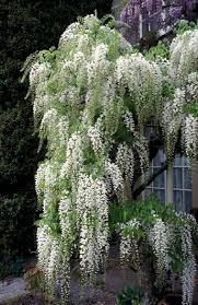 White Blue Wisteria Flower Seeds for Planting – Heirloom NonGMO Organic Garden Seeds High Germination
 
 Sale