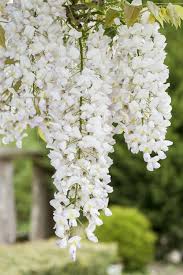 White Blue Wisteria Flower Seeds for Planting – Heirloom NonGMO Organic Garden Seeds High Germination
 
 Sale for planting in home garden