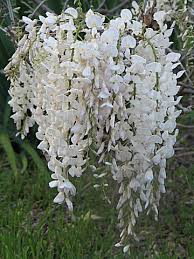 White Blue Wisteria Flower Seeds for Planting – Heirloom NonGMO Organic Garden Seeds High Germination
 
 Sale