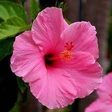Pale Pink Hibiscus Flower Seeds for Planting – Heirloom NonGMO Organic Garden Seeds High Germination
 
 Sale