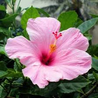 Light Pink Hibiscus Flower Seeds for Planting – Heirloom NonGMO Organic Garden Seeds High Germination
 
 Sale