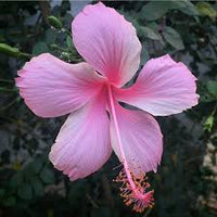 Pale Pink Hibiscus Flower Seeds for Planting – Heirloom NonGMO Organic Garden Seeds High Germination
 
 Sale