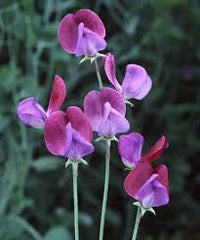 Purple Sweet Pea Flower Seeds for Planting – Heirloom NonGMO Organic Garden Seeds High Germination Cut Flower Favorite
 
 Sale