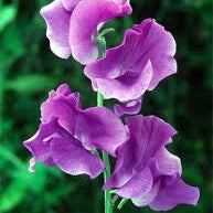 Violet Sweet Pea Flower Seeds for Planting – Heirloom NonGMO Organic Garden Seeds High Germination Sun Loving
 
 Sale