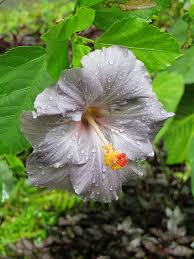 Dark Gray Hibiscus Flower Seeds for Planting – Heirloom NonGMO Organic Garden Seeds High Germination Drought Tolerant
 
 Sale