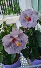 Dark Gray Hibiscus Flower Seeds for Planting – Heirloom NonGMO Organic Garden Seeds High Germination Drought Tolerant
 
 Sale