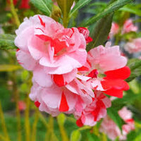 Red White Balsam Flower Seeds for Planting – Heirloom NonGMO Organic Garden Seeds High Germination Seasonal Bloomer
 
 Sale for planting in home garden