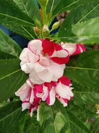Red White Balsam Flower Seeds for Planting – Heirloom NonGMO Organic Garden Seeds High Germination Seasonal Bloomer
 
 Sale