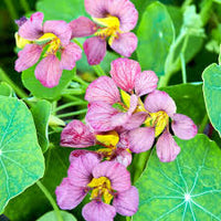 Purple Nasturtium Flower Seeds for Planting – Heirloom NonGMO Organic Garden Seeds High Germination Wildflower Mix
 
 Sale