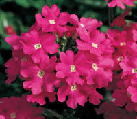 Pink Verbena Flower Seeds for Planting – Heirloom NonGMO Organic Garden Seeds High Germination Cut Flower Favorite
 
 Sale