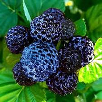 Black Raspberry (Rubus leucodermis) Fruit Bush Vine Seeds – Sweet Black Fruit, Hardy Perennial