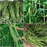 Green Asparagus Bean Seeds for Planting