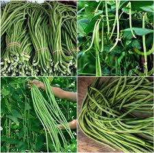 100 Pcs