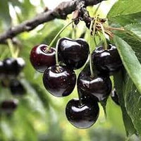 Black Cherry (Prunus serotina) Fruit Tree Seeds – Fragrant White Flowers