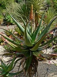 Edible Aloe Vera Plant Seeds for Easy Planting  Grow Fresh Aloe at Home