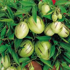 White Purple Pepino Vegetable Seeds for Planting
