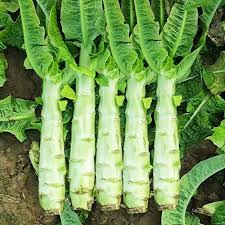 Celtuce Seeds for Planting | Grow Your Own Vegetable