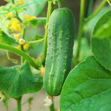 Cucumber Planting Seeds  Perfect for Home Gardening