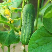 Cucumber Planting Seeds  Perfect for Home Gardening