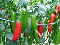 Mixed Serrano Chili Seeds for Home Gardening