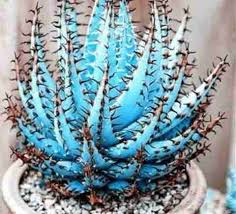 Premium Aloe Vera Seeds  Sky Blue, Ideal for Easy Planting