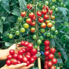 Red Bell Tomato Vegetable Seeds Perfect for Home Growing