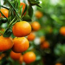 Tangerine (Mandarin Orange) Citrus reticulata Fruit Tree Seeds