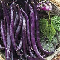Purple Bean Vegetable Seeds for Planting