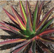 Kerchovei Agave Seeds for Planting